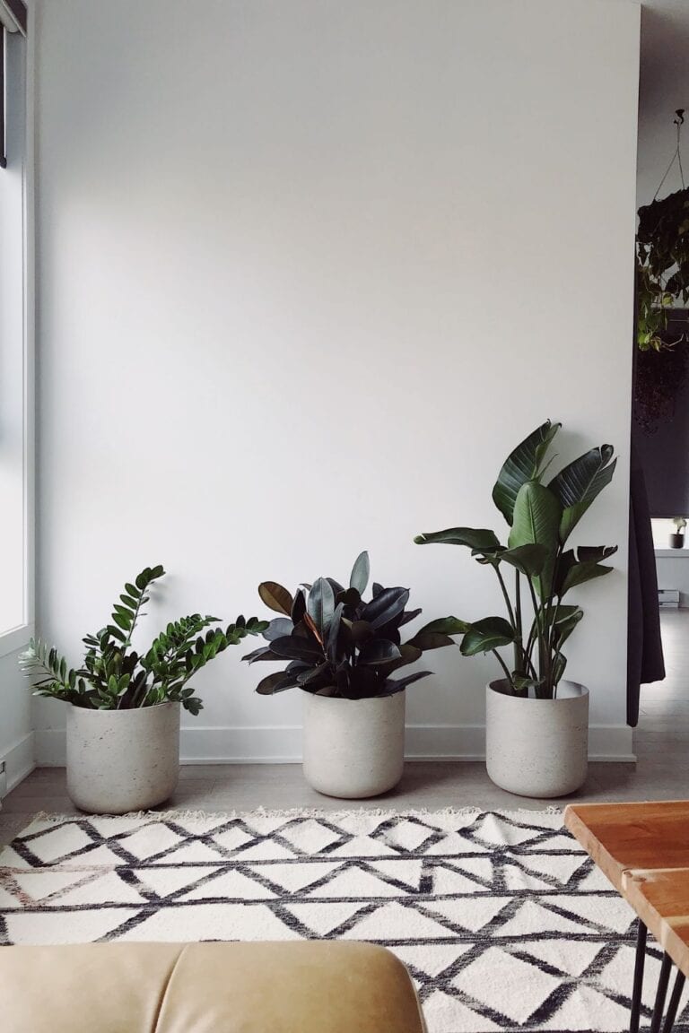 plants